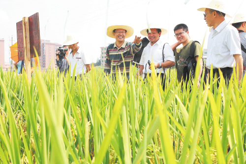 湖南举办超级稻科普沙龙 专家：超级稻绝对不含转基因图片